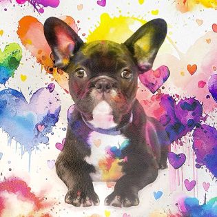 Lederimitat - Panel - Bulldogge - bunt